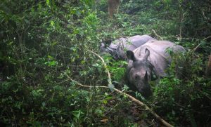Lee más sobre el artículo Parque Nacional de Chitwan: Safari, Vida Salvaje y Mejor Época para Visitar