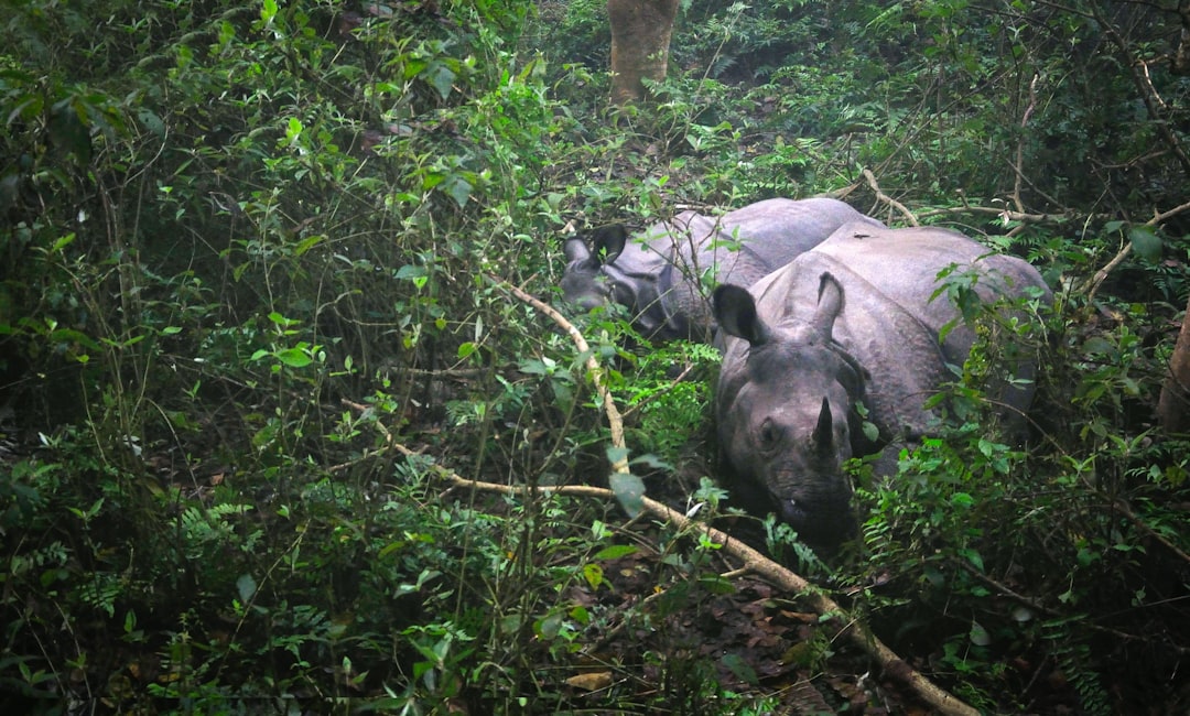 En este momento estás viendo Parque Nacional de Chitwan: Safari, Vida Salvaje y Mejor Época para Visitar