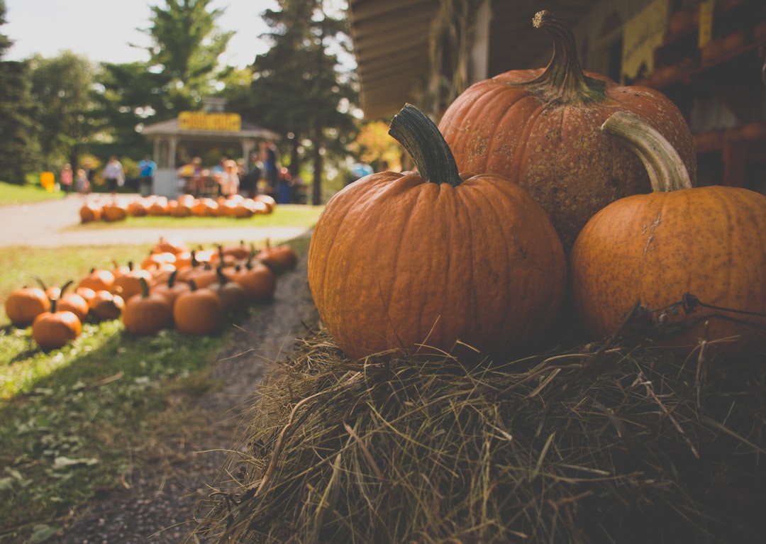 You are currently viewing The Complete Oktoberfest Guide 2026: Essential Tips, Best Tents & Bavarian Traditions