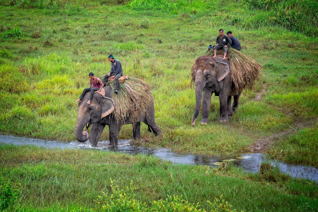Du betrachtest gerade Wildlife in Nepal: Die faszinierendsten Tiere, die du auf Safari entdecken kannst