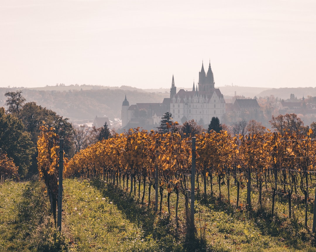 You are currently viewing Wine Regions of Germany Explained: A Complete Guide to German Viticulture and Terroir