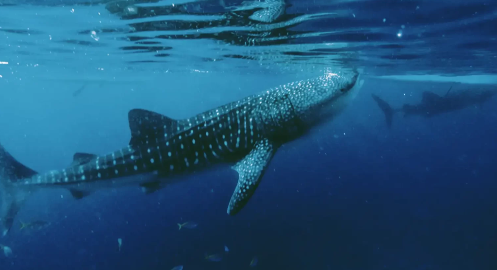 Activités aux Philippines, aventure sous-marine