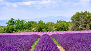 Read more about the article Lavender Season in Provence: Complete Guide to the Best Times and Places for 2026