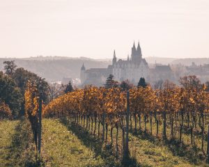Lire la suite à propos de l’article Guide Complet des Régions Viticoles d&rsquo;Allemagne : Terroirs, Cépages et Appellations